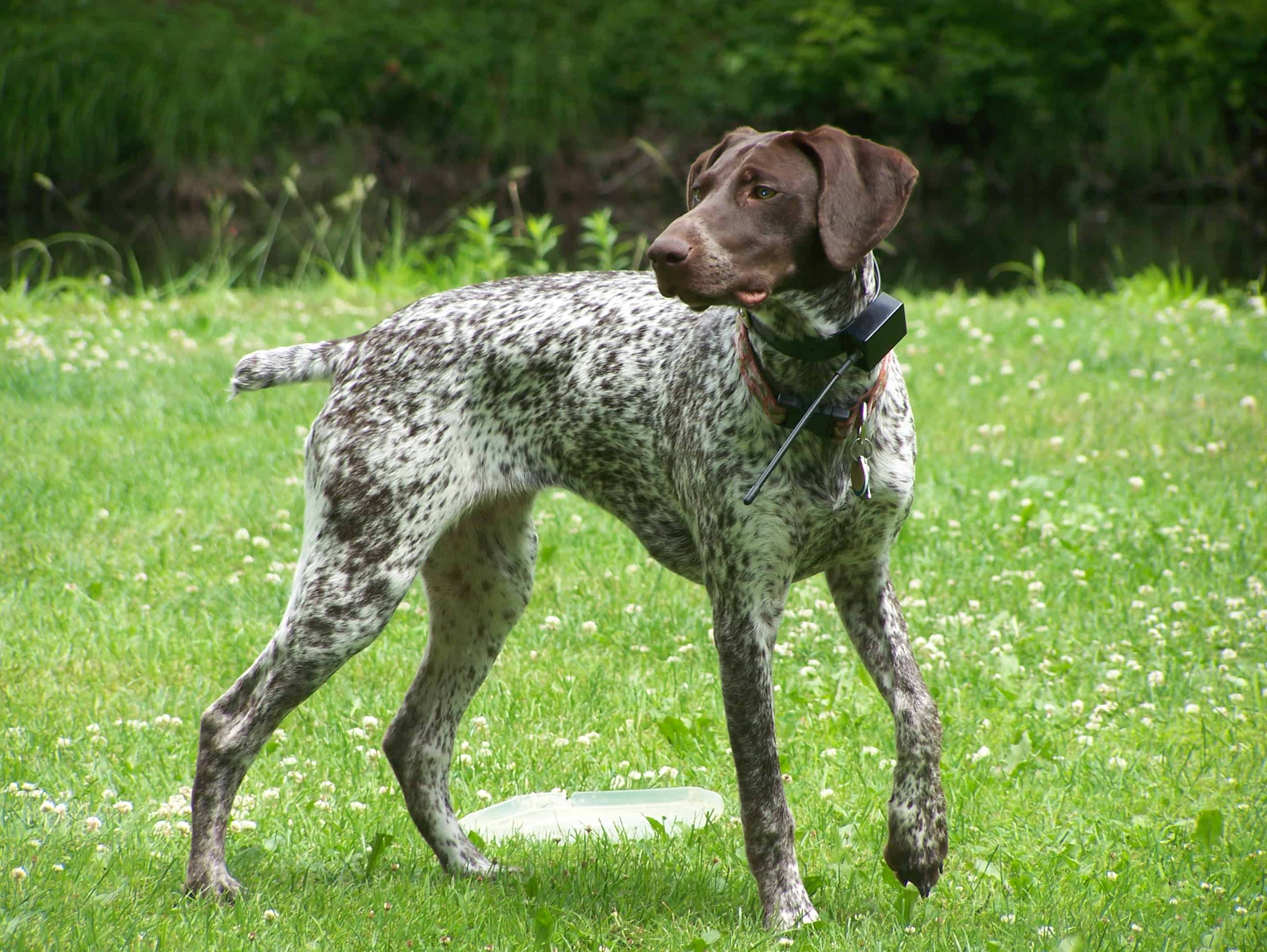 german-shorthaired-pointer-spockthedog