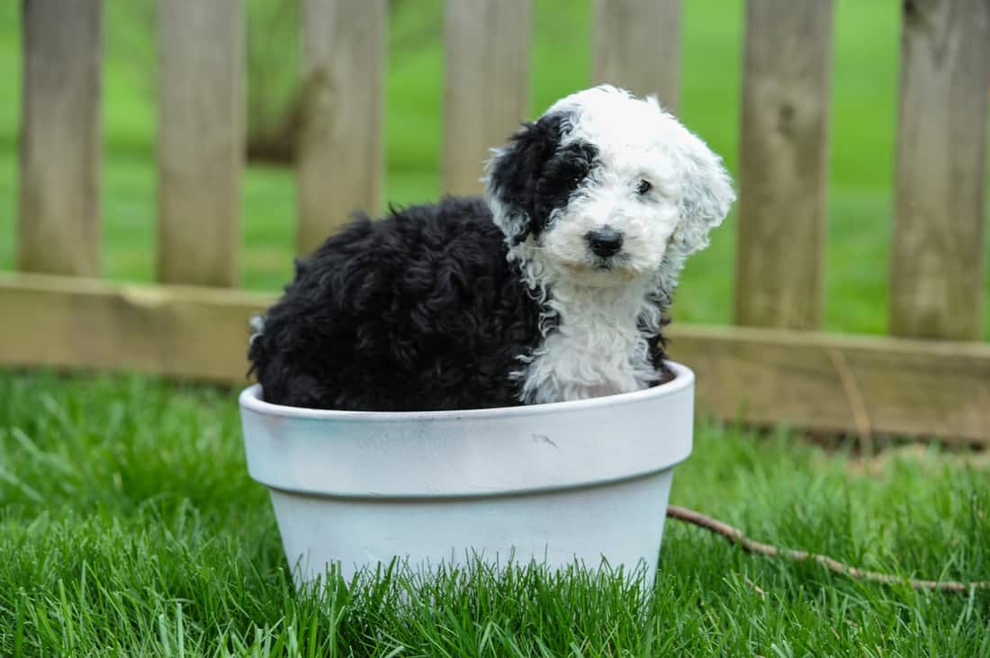 Sheepadoodle, Poodle and Old English Sheepdog ...