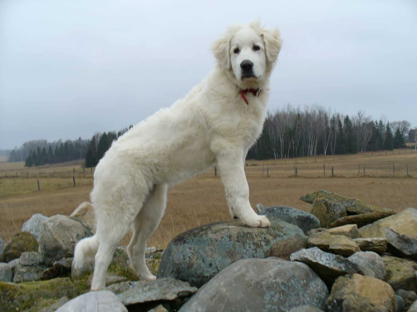 Akbash Dog Breed Information Pictures SpockTheDog