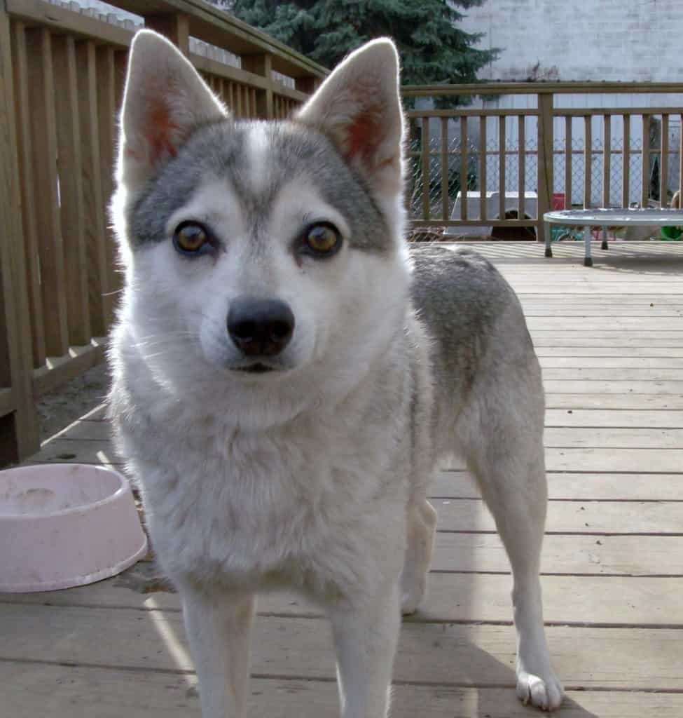 Alaskan Klee Kai Dog Breed Information & Pictures - SpockTheDog.com