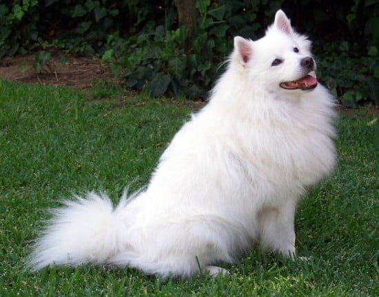 American Eskimo Dog Breed Info and Care - Toy, Miniature and Standard