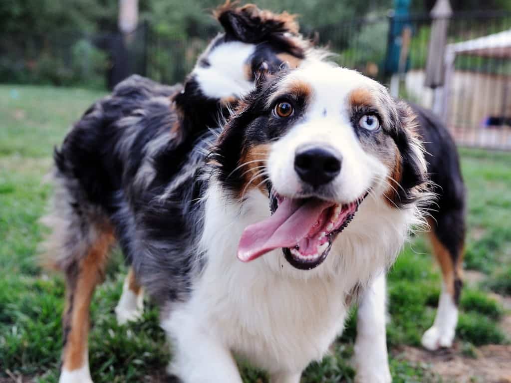 Australian Shepherd Breed Info and Care