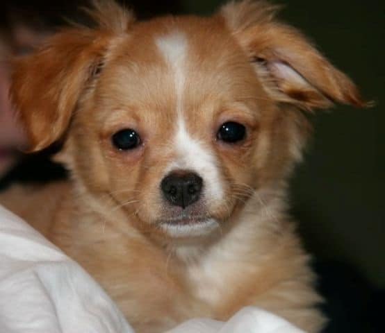 Pomchi, Pomeranian and Chihuahua Mix - SpockTheDog.com