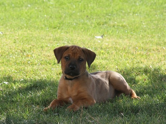 boxweiler puppies for sale