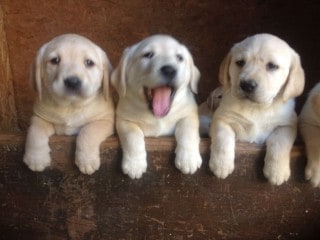 Golden Labrador, The Golden and Labrador Retriever Mix