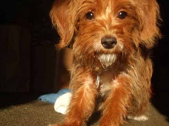 beagle cross toy poodle