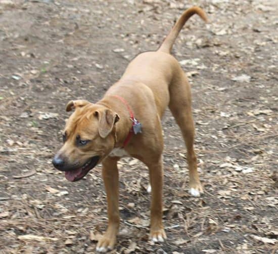 Catahoula Bulldog, American Bulldog and Catahoula Cur Mix - SpockTheDog.com