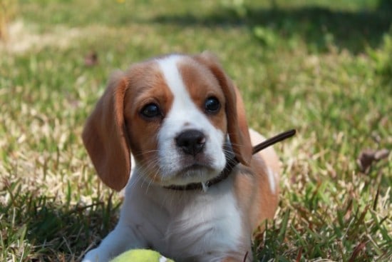 Beaglier, Cavalier King Charles Spaniel and Beagle Mix - SpockTheDog.com