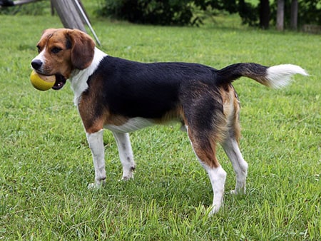 beagle king charles cross