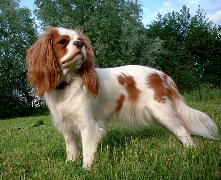 spaniel cuddly toy