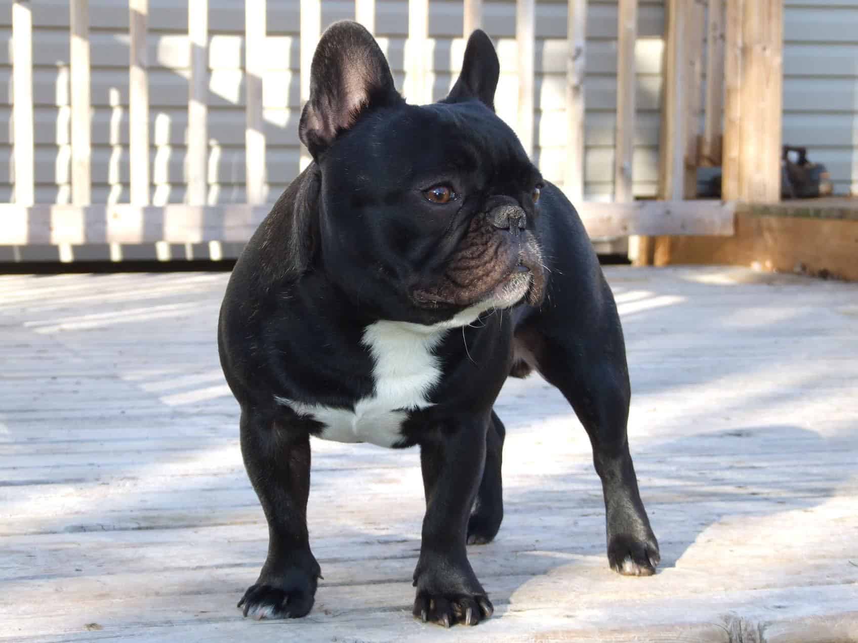 French Bulldog SpockTheDog