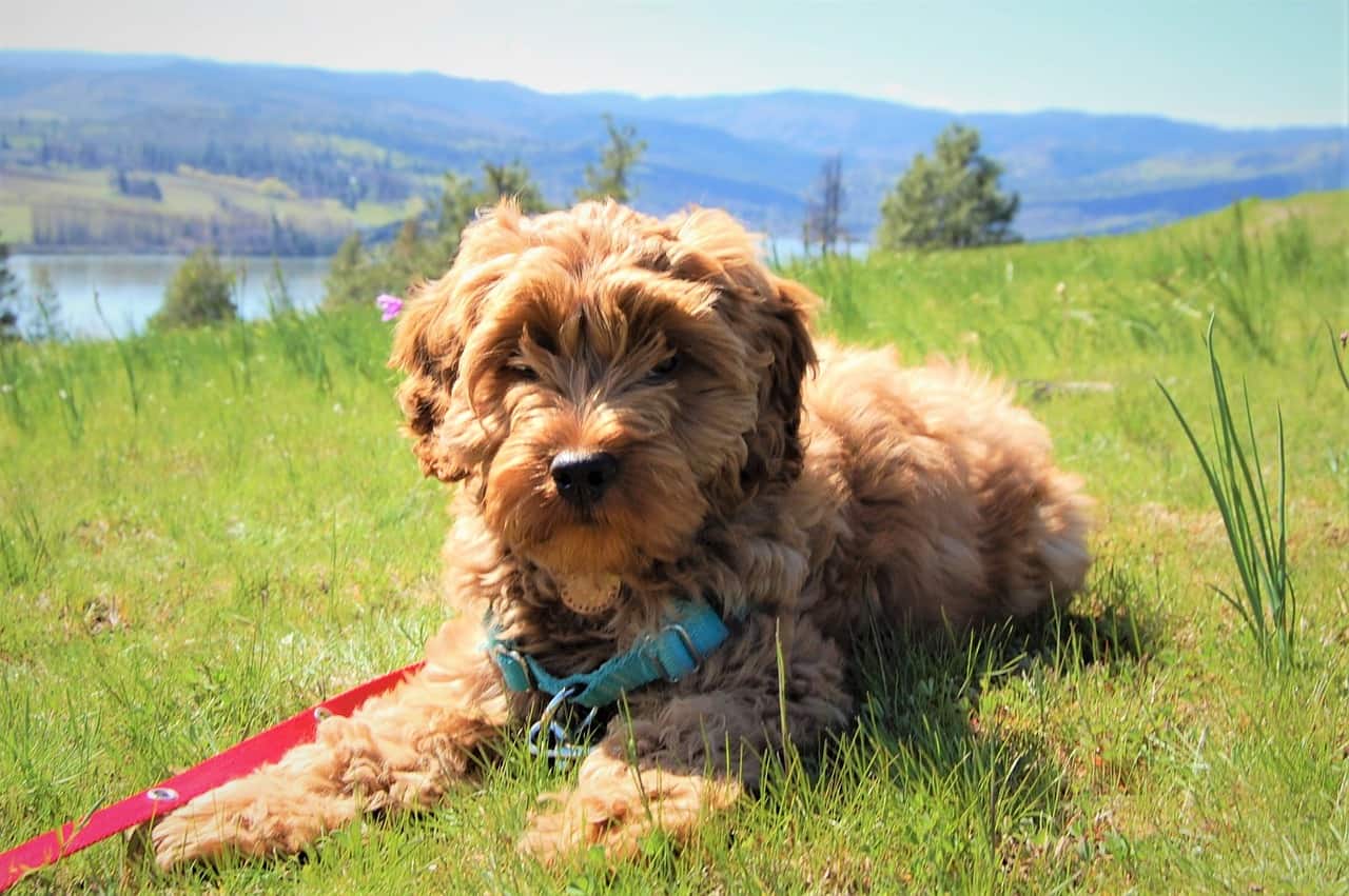 Labradoodle Adoption/Rescue Where To Get One, Adoption Fees and More