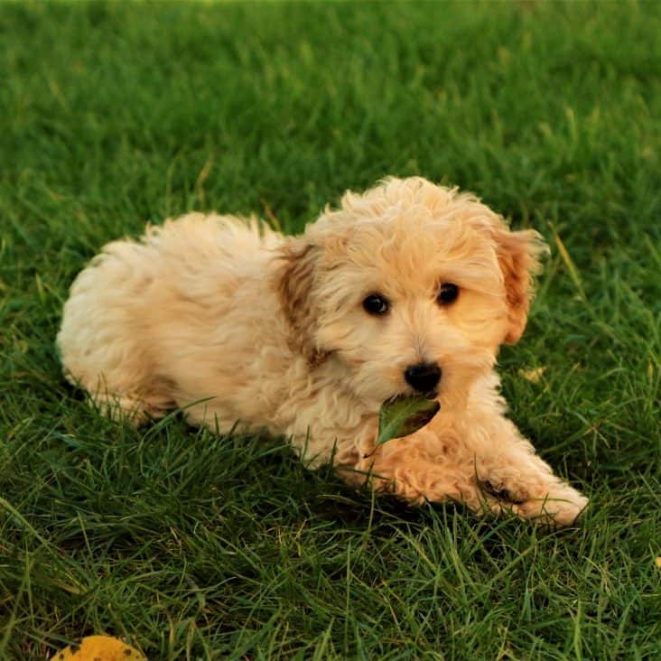 Miniature Labradoodle vs Miniature Goldendoodle Comparison & Guide ...